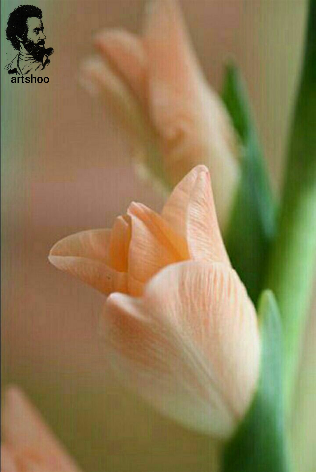 گل اورژینال رنگ روغن